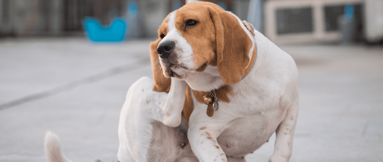 Démangeaisons du chien